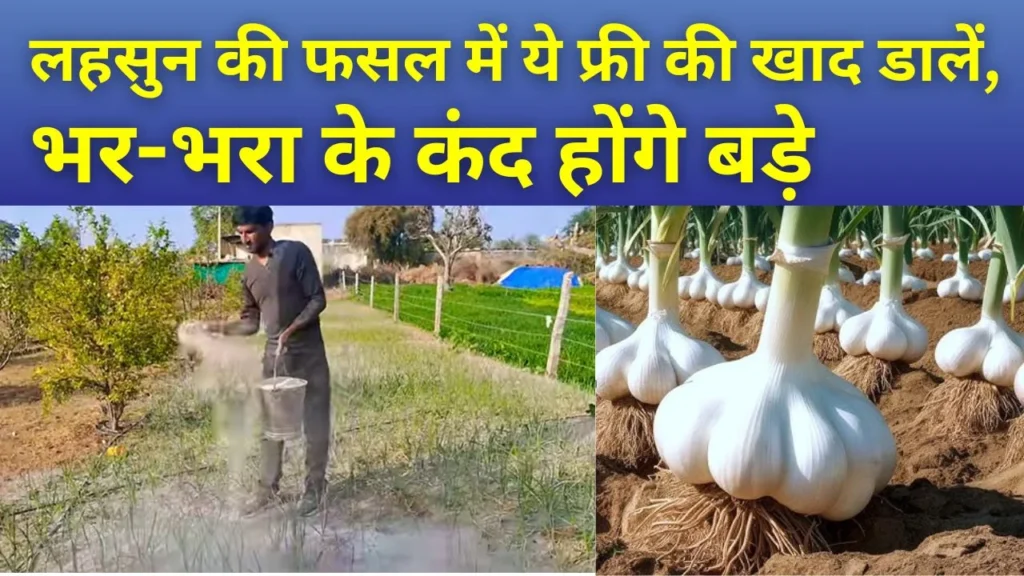 55 दिन की हो गई लहसुन की फसल तो ये फ्री की खाद डालें, सभी पोषक तत्व की कमी होगी पूरी, बड़े-बड़े होंगे कंद, पाला भी नहीं लगेगा