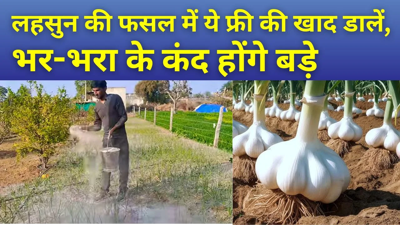 55 दिन की हो गई लहसुन की फसल तो ये फ्री की खाद डालें, सभी पोषक तत्व की कमी होगी पूरी, बड़े-बड़े होंगे कंद, पाला भी नहीं लगेगा