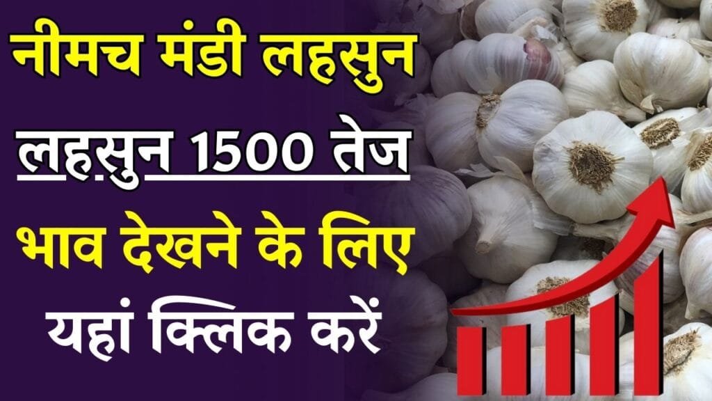 Today Lahsun Bhav Aaj Ka